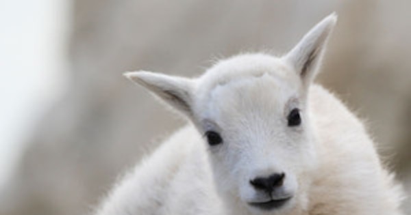 12 Reasons Baby Goats Are the Only Animal the Internet Cares About